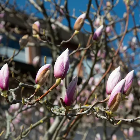 Unter Dem Schwalbennest Wachenheim an der Weinstraße