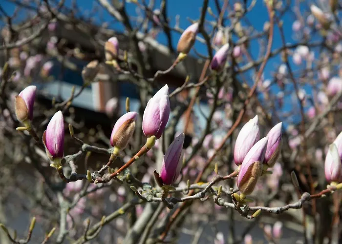 Unter Dem Schwalbennest Wachenheim an der Weinstraße